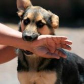 El Mejor Bufete Jurídico de Abogados en Español Especializados en Lesiones por Mordidas de Perro o Mascotas en Pasadena California